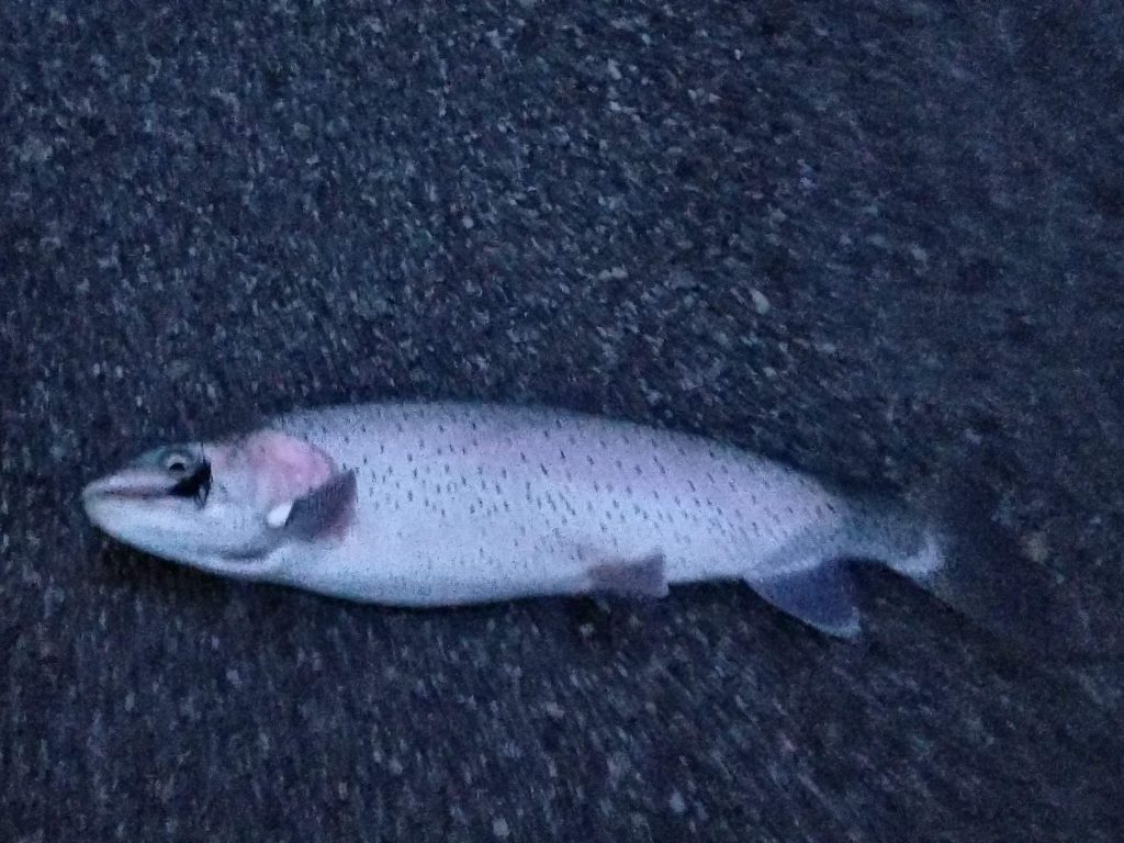 lahontan cutthroat trout