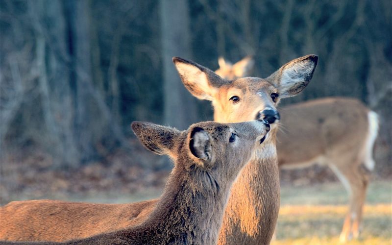 Connecticut hunting regulations