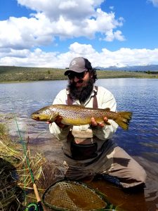 big hole montana brown trout