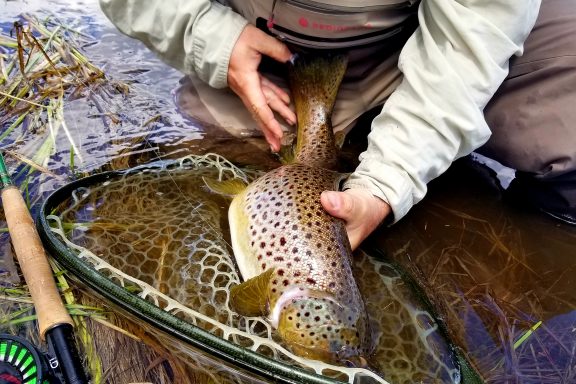 big hole river montana brown trout