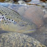 bitterroot brown trout