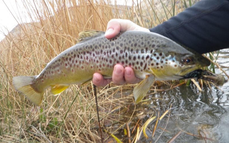 gallatin river montana brown trout