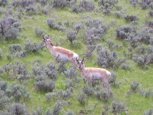 montana antelope