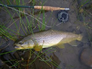 Madison river brown trout
