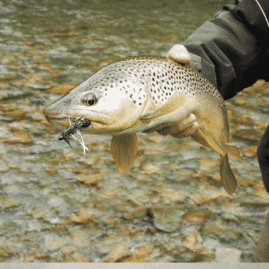 fly fishing book