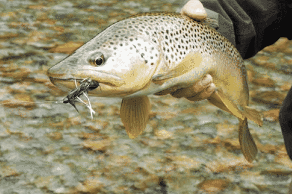 fly fishing book
