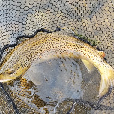 big hole river brown trout