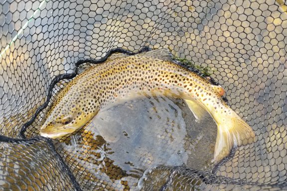 big hole river brown trout