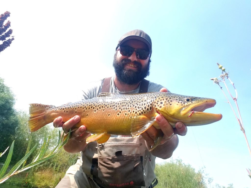 beaverhead river brown trout