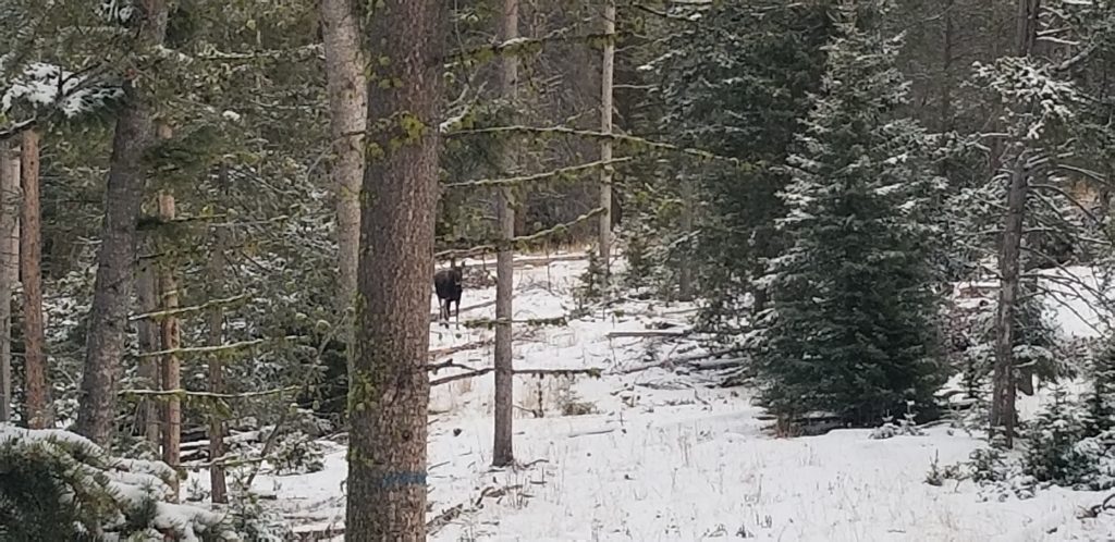 montana moose hunting