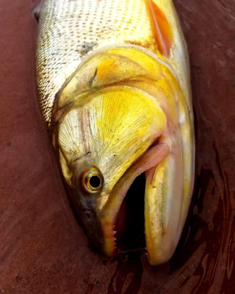 argentina golden dorado fishing
